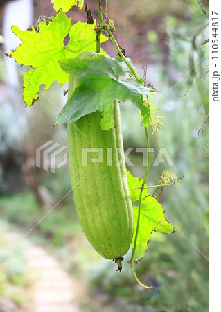大きなヘチマの実 110544817