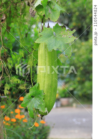 大きなヘチマの実 大きなヘチマの実 110544824