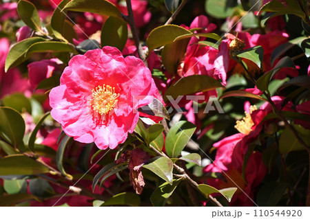 サザンカ(山茶花) サザンカ(山茶花) 110544920