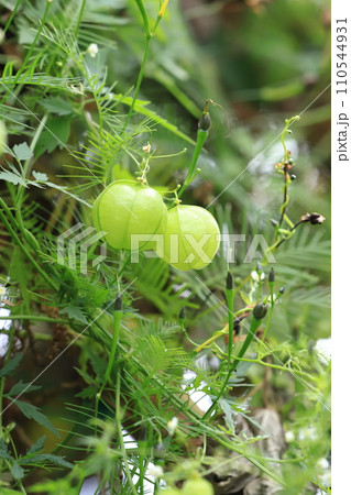 風船葛（フウセンカズラ）の白い花と実 110544931