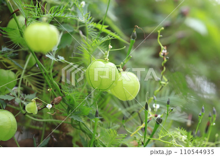 風船葛（フウセンカズラ）の白い花と実 110544935