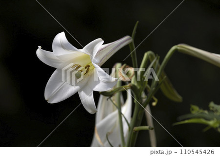 タカサゴユリの花 110545426