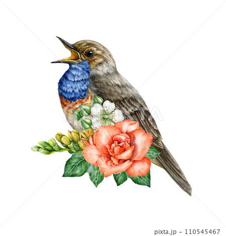 Singing garden bird with freesia flowers decoration. Watercolor illustration. Hand painted bird with freesia, raspberry flowers, ivy leaves element. Singing bluethroat floral decor. White background 110545467