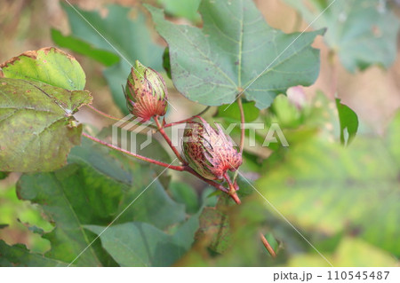 綿（わた）の実・綿毛 110545487