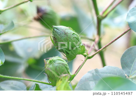 綿(わた)の実・綿毛 綿(わた)の実・綿毛 110545497