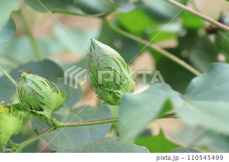 綿（わた）の実・綿毛 110545499