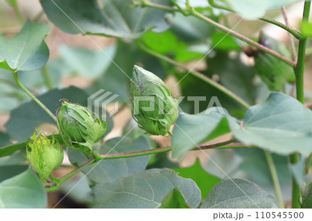 綿(わた)の実・綿毛 綿(わた)の実・綿毛 110545500