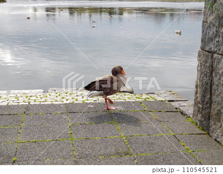 アイスランド 夏 レイキャビーク チョルトニン湖 ハイイロガン アイスランド 夏 レイキャビーク チョルトニン湖 ハイイロガン 110545521