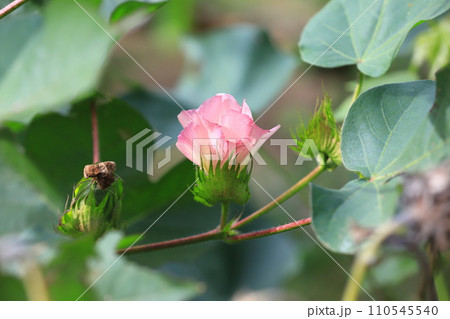 ピンク色の綿（わた）花 110545540