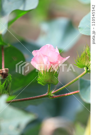 ピンク色の綿（わた）花 110545542