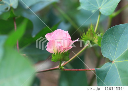 ピンク色の綿（わた）花 110545544