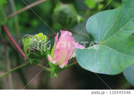 ピンク色の綿（わた）花 110545546