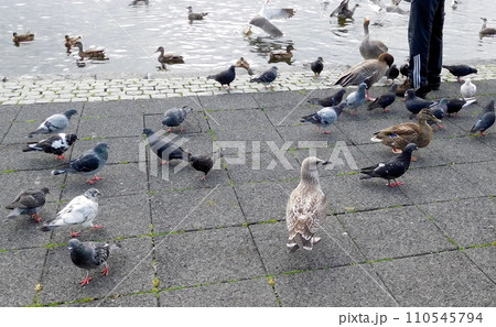 アイスランド　夏　レイキャビーク　チョルトニン湖　ハイイロガンとマガモとカモメとウミネコと鳩 110545794