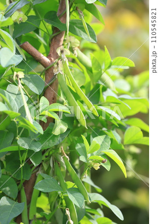 蝶豆（チョウマメ） or  バタフライピーの実 110545821