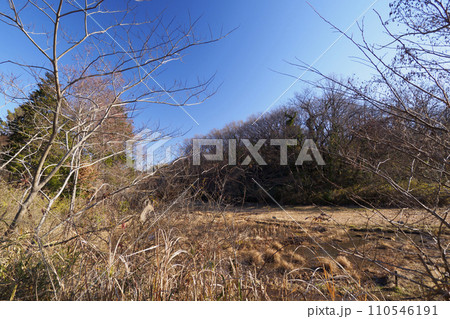 古民家と梅の花と里山と田んぼのある原風景(神奈川県横浜市戸塚区舞岡ふるさと公園) 古民家と梅の花と里山と田んぼのある原風景(神奈川県横浜市戸塚区舞岡ふるさと公園) 110546191