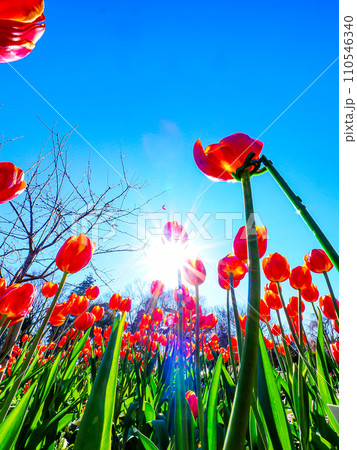 冬に咲く赤いアイスチューリップ 110546340
