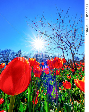 冬に咲く赤いアイスチューリップ 110546344