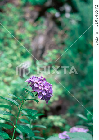 紫の紫陽花 紫の紫陽花 110546572