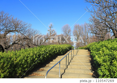 羽根木公園（はねぎこうえん）　東京都世田谷区 110547269