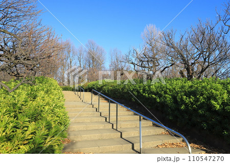 羽根木公園(はねぎこうえん) 東京都世田谷区 羽根木公園(はねぎこうえん) 東京都世田谷区 110547270