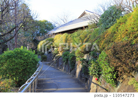 羽根木公園(はねぎこうえん) 東京都世田谷区 羽根木公園(はねぎこうえん) 東京都世田谷区 110547273