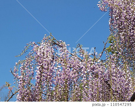 藤の花とコピースペース 藤の花とコピースペース 110547295