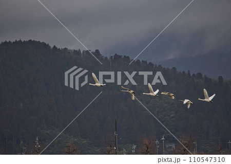 冬の訪問者 冬の訪問者 110547310