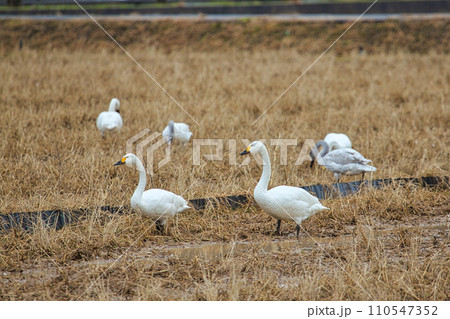 冬の訪問者 冬の訪問者 110547352