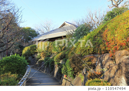 羽根木公園(はねぎこうえん) 東京都世田谷区 羽根木公園(はねぎこうえん) 東京都世田谷区 110547494