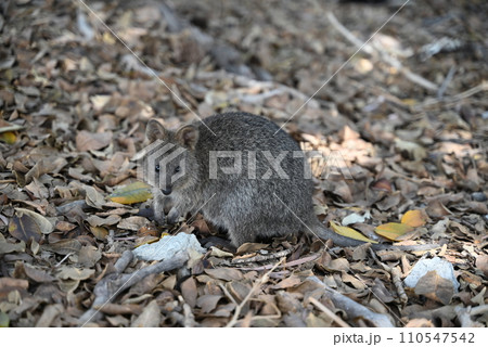 【オーストラリア・パース】 ロットネスト島　クオッカ 110547542