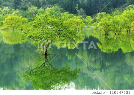 満水時期の白川湖　水没林　山形県飯豊町 110547582