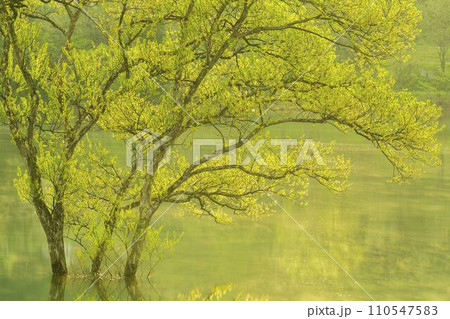 満水時期の白川湖 水没林 山形県飯豊町 満水時期の白川湖 水没林 山形県飯豊町 110547583