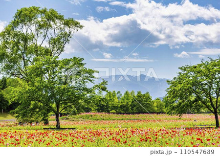 青空と国営みちのく杜の湖畔公園のポピー畑 宮城県川崎町 青空と国営みちのく杜の湖畔公園のポピー畑 宮城県川崎町 110547689