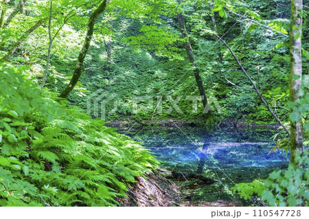 白神山地の青池　青森県深浦町 110547728