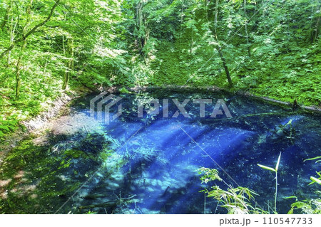 白神山地の青池　青森県深浦町 110547733