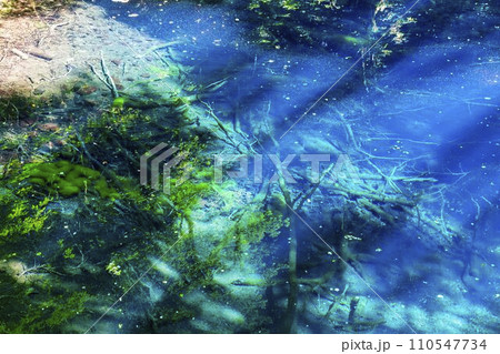 白神山地の青池　青森県深浦町 110547734