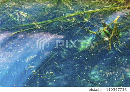 白神山地の青池 青森県深浦町 白神山地の青池 青森県深浦町 110547738