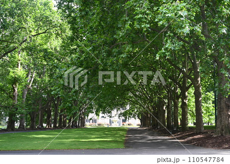 【オーストラリア・メルボルン】 カールトン・ガーデンズ 110547784