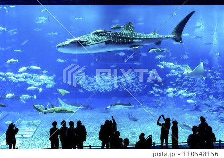 水族館の風景　沖縄美ら海水族館　黒潮の海　沖縄県本部町 110548156