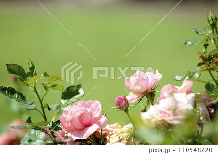 近所のバラ園でみた花 110548720