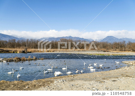 犀川の白鳥(安曇野市明科・2024年1月) 犀川の白鳥(安曇野市明科・2024年1月) 110548758