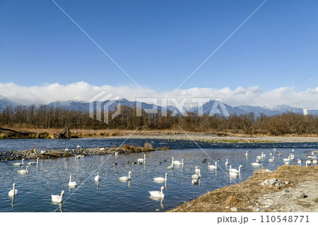 犀川の白鳥（安曇野市明科・2024年1月） 110548771