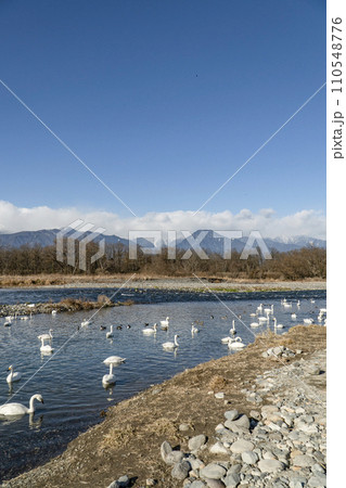 犀川の白鳥(安曇野市明科・2024年1月) 犀川の白鳥(安曇野市明科・2024年1月) 110548776
