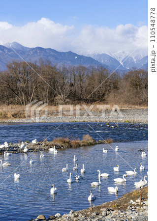 犀川の白鳥(安曇野市明科・2024年1月) 犀川の白鳥(安曇野市明科・2024年1月) 110548778