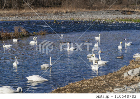 犀川の白鳥（安曇野市明科・2024年1月） 110548782