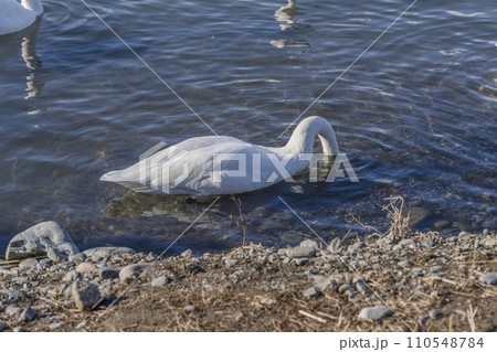 犀川の白鳥(安曇野市明科・2024年1月) 犀川の白鳥(安曇野市明科・2024年1月) 110548784