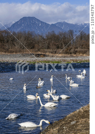 犀川の白鳥（安曇野市明科・2024年1月） 110548797