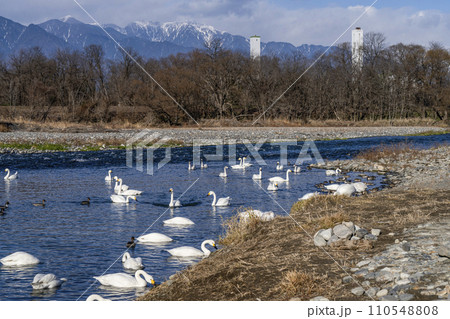 犀川の白鳥(安曇野市明科・2024年1月) 犀川の白鳥(安曇野市明科・2024年1月) 110548808