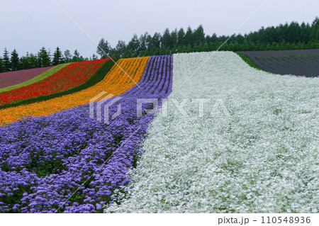 富良野・美瑛 富良野・美瑛 110548936