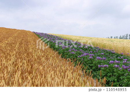 富良野・美瑛 110548955